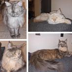 2 Ragdolls | Vrouwtjes | Herplaatser | Niet gesteriliseerd, Poes, Ontwormd, 0 tot 2 jaar