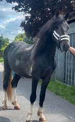 Liefste mooie dekhengst, Hengst