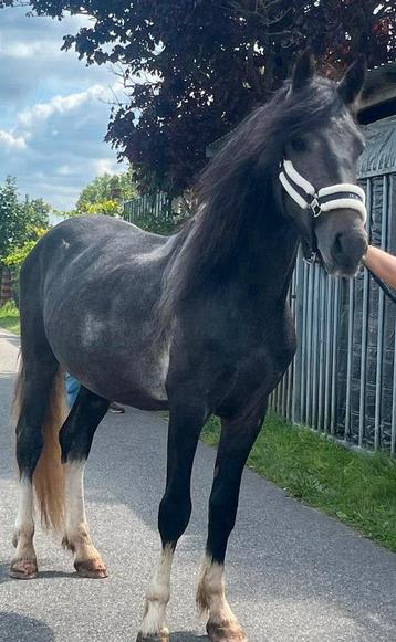 Liefste mooie dekhengst beschikbaar voor biedingen