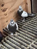 Takla, Dieren en Toebehoren