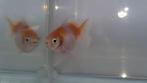 Fancy goldfish Yuanbao sakura met parelmoer gloed, Dieren en Toebehoren, Vissen | Aquariumvissen