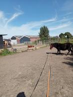 24/7 buitenstalling aangeboden, Dieren en Toebehoren, Stalling en Weidegang, Weidegang, 2 of 3 paarden of pony's