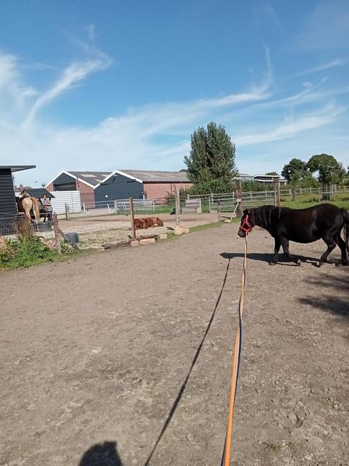 24/7 buitenstalling aangeboden, Dieren en Toebehoren, Stalling en Weidegang, Stalling, Weidegang, 2 of 3 paarden of pony's