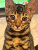 Schattig Bengaal katje zoekt een nieuw thuis, Dieren en Toebehoren, Katten en Kittens | Raskatten | Korthaar, Poes