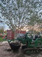 3x meerstammige berk doorenbos. 5 a 6m Hoogte., Ophalen, Bloeit niet, Volle zon, Overige soorten