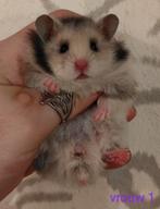 Jonge Syrische Hamsters / Goudhamsters te reserveren, Dieren en Toebehoren, Knaagdieren, Hamster, Augustus, Meerdere dieren, Tam