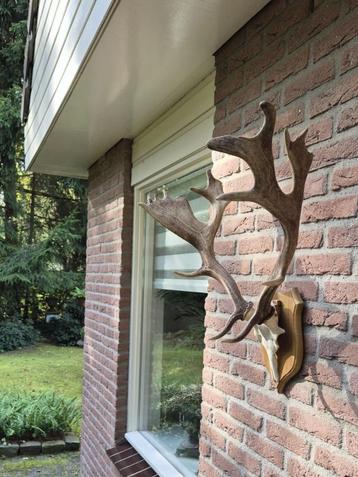 Prachtig Damhert Gewei Jacht Hert Mancave Landelijk d91 beschikbaar voor biedingen