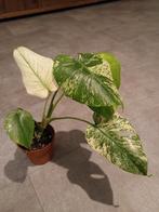 Monstera Mint - Prachtig Exemplaar!, Huis en Inrichting, Ophalen