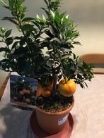 Citrus mandarijn sinaasappel, Huis en Inrichting, Kamerplanten, Minder dan 100 cm, Fruitplant, Halfschaduw, In pot