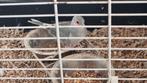 Diamant vogel, Dieren en Toebehoren, Vogels | Duiven, Vrouwelijk, Overige soorten