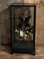 Vitrine Assorti vlinders donker met Papilio Bianor, Verzamelen, Dierenverzamelingen, Nieuw, Ophalen