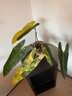 Philodendron Billietiae Variegata, Huis en Inrichting, Kamerplanten, Overige soorten, Minder dan 100 cm, Ophalen of Verzenden