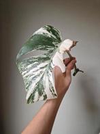 Monstera Albo stek, Ophalen, Halfschaduw, Minder dan 100 cm