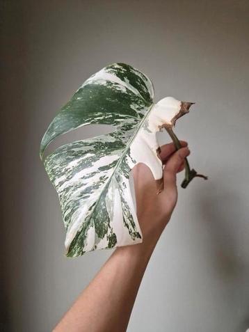 Monstera Albo stek beschikbaar voor biedingen