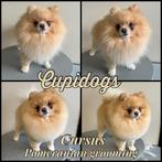 Pomeriaan(hondje) knippen, Ophalen