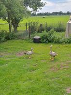 Te koop een span streepkop ganzen, Dieren en Toebehoren, Pluimvee, Meerdere dieren, Gans of Zwaan