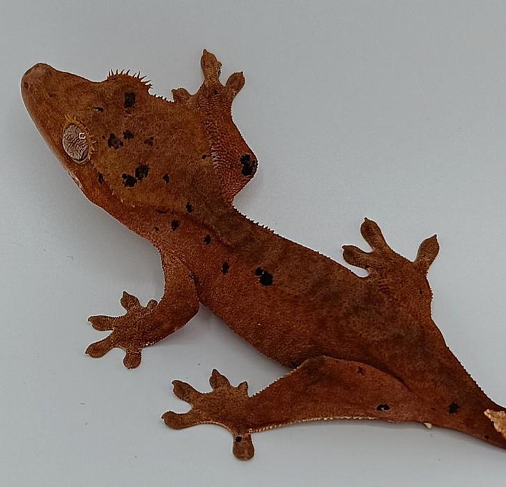 Inktspot wimpergekko jong