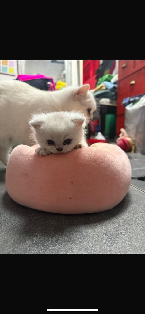 Half Ilver pouint en half kort britch haar kittens te koop, Dieren en Toebehoren, Katten en Kittens | Raskatten | Korthaar, Poes