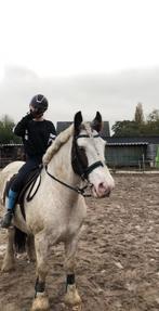 Verzorgpony gezocht, Dieren en Toebehoren, Paarden en Pony's | Overige Paardenspullen, Ophalen, Overige soorten