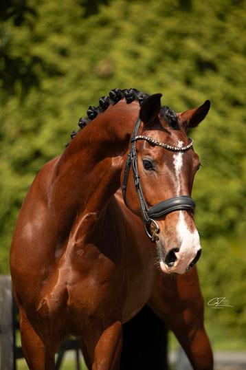 Brave allround tuiger beschikbaar voor biedingen