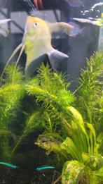 Maanvis, Dieren en Toebehoren