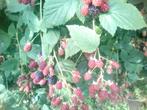 Doornloze bramen , volwassen planten 3 stuks, Tuin en Terras, Ophalen, Vaste plant, Fruitplanten, Volle zon