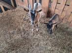 Dwerggeit moeder met dochter, Dieren en Toebehoren, Schapen, Geiten en Varkens, Meerdere dieren, Geit