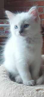 Ragdol kittens, Meerdere dieren, Gechipt