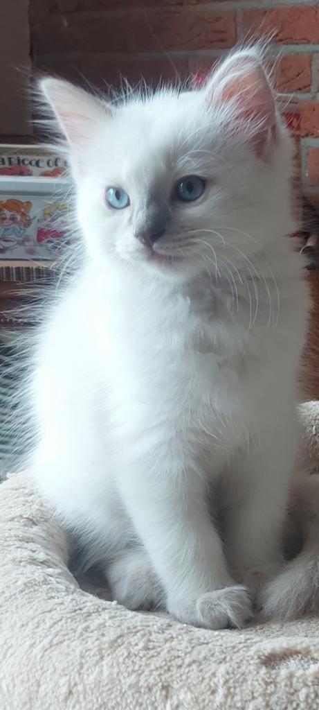 Ragdol kittens, Dieren en Toebehoren, Katten en Kittens | Raskatten | Langhaar, Meerdere dieren, Gechipt, Ontwormd
