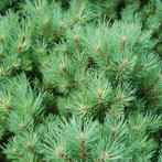 **ACTIE** Pinus nigra nigra, Oostenrijkse Den, Tuin en Terras, Planten | Bomen, Volle zon, Lente, Minder dan 100 cm, Overige soorten