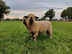 Te koop Hampshire Down ooilammeren, Dieren en Toebehoren, Schapen, Geiten en Varkens, Vrouwelijk, Schaap, 0 tot 2 jaar