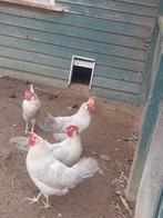 Leghorn Isabelpatrijs 4 hennen en 1 haan, Dieren en Toebehoren, Pluimvee, Meerdere dieren, Kip