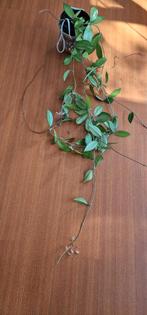 Huiskamerplant Hoya klimplant, Huis en Inrichting, Kamerplanten, Ophalen of Verzenden, Overige soorten, Minder dan 100 cm