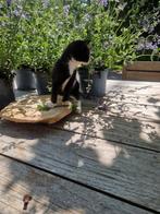 Kitten   zo schattig, Dieren en Toebehoren, Katten en Kittens | Overige Katten