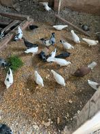 Witte reisduiven ongeringd, Dieren en Toebehoren, Vogels | Overige Vogels, Meerdere dieren