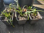 Leliegras (Liriope muscari; siergras), Ophalen, Vaste plant, Siergrassen, Halfschaduw