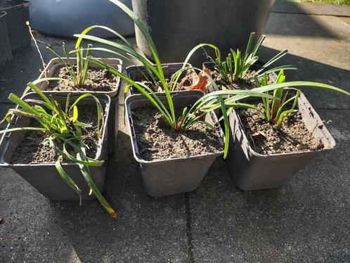 Leliegras (Liriope muscari; siergras), Tuin en Terras, Planten | Tuinplanten, Vaste plant, Siergrassen, Halfschaduw, Zomer, Ophalen