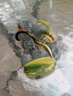 Philodendron Florida Beauty Aurea, Huis en Inrichting, Ophalen of Verzenden