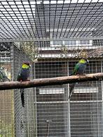 Koppel redcaps ovj, Dieren en Toebehoren, Meerdere dieren, Parkiet