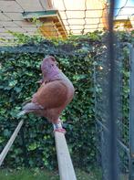 Kingduif, doffer van eind 2024., Dieren en Toebehoren, Vogels | Duiven, Mannelijk, Overige soorten