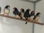 Zebravinken - Taeniopygia castanotis, Meerdere dieren, Tropenvogel