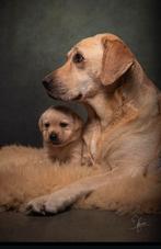 Labrador pups te koop, Rabiës (hondsdolheid), Teef, Labrador retriever, Eén hond