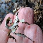 Laatste 3 vrouwtjes Innisfail, Dieren en Toebehoren