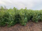 Prunus l. Rotundifolia laurierkers 150-175cm EUR 9,95, Tuin en Terras, Planten | Struiken en Hagen, Ophalen of Verzenden, Laurier