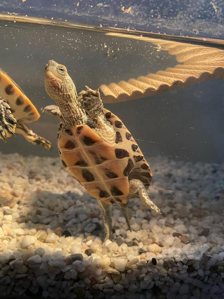 Mauremys sinensis water schildpad