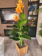 Mooie kunst bloeiende kamerplant, 100 tot 150 cm, Overige soorten, In pot, Bloeiende kamerplant