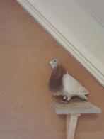 Gorguero kropper, Dieren en Toebehoren, Vogels | Duiven, Meerdere dieren