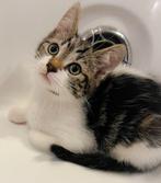 Kittens kruising Britse korthaar, Dieren en Toebehoren, Katten en Kittens | Overige Katten, Kortharig, Meerdere dieren, 0 tot 2 jaar