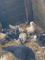 Te koop toom sabelpoot krielen, Dieren en Toebehoren, Pluimvee, Meerdere dieren, Kip