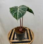 Alocasia Pink Dragon, Overige soorten, In pot, Minder dan 100 cm, Groene kamerplant